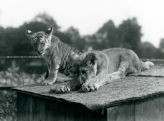 ライオンと虎の子が巣穴の屋根の上に仲良く座っている（ロンドン動物園、1925年9月）（モノクロ写真