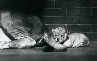 母親の尾の後ろに横たわるライオンの子、ロンドン動物園、1925年10月