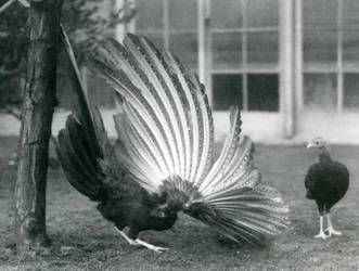 1926年1月にロンドン動物園で雌が彼の前に立っている間、雄のアーガスキジ、またはグレートアーガスは翼と尾の羽を表示しています