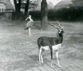 1926年10月、ロンドン動物園のパドックに立つブラックバック（インドアンテロープ）のオス（モノクロ写真）。