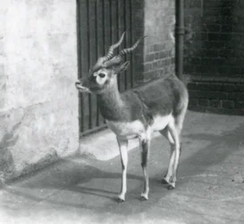 1925年6月にロンドン動物園の飼育場に立つ雄のブラックバック