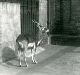 1925年6月にロンドン動物園の飼育場に立つ雄のブラックバック