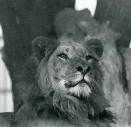 1929年、ロンドン動物園のオスライオン（モノクロ写真