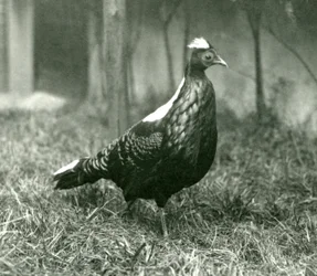 1923年9月、ロンドン動物園でのオスのスウィンホーのキジ