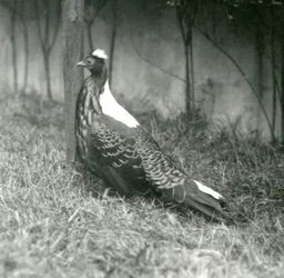 1923年9月、ロンドン動物園でのオスのスウィンホーのキジ