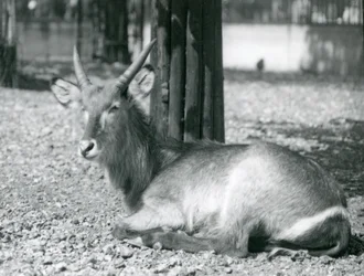 1920年代にロンドン動物園の囲いに座っているオスのウォーターバック、コブスエリプシプリムス
