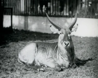 1928年、ロンドン動物園のパドックの草むらに横たわるウォーターバックのオス（モノクロ写真