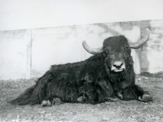 1928年、ロンドン動物園で囲いの中に横たわるオスのヤク（モノクロ写真
