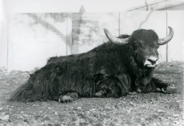 1928年8月、ロンドン動物園で囲いの中に横たわるオスのヤク（モノクロ写真