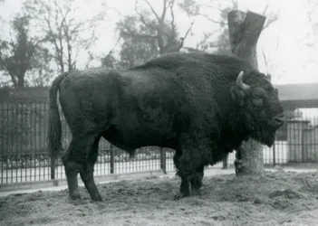 パドックの芝生の上に立っている雄牛のヨーロッパバイソン。ロンドン動物園、1927年10月。脆弱なヨーロピアンバイソンは、Wisent、またはヨーロピアンウッドバイソンとしても知られています。