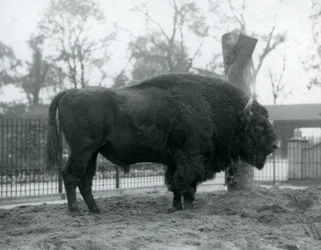 パドックの芝生の上に立っている雄牛のヨーロッパバイソン。ロンドン動物園、1927年10月。脆弱なヨーロピアンバイソンは、Wisent、またはヨーロピアンウッドバイソンとしても知られています。