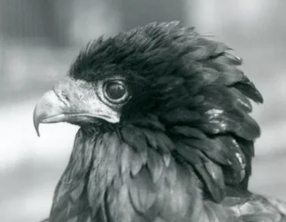 1927年にロンドン動物園で間近に迫ったバテレウルイーグル