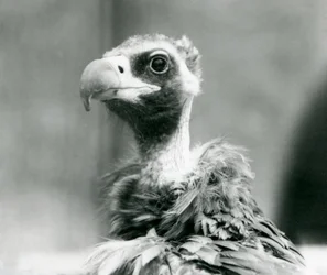ロンドン動物園の準絶滅危惧種ヨーロッパクロハゲワシ、1926年7月