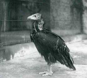 1927年にロンドン動物園に立っている、絶滅危惧種のユーラシアブラックハゲワシ