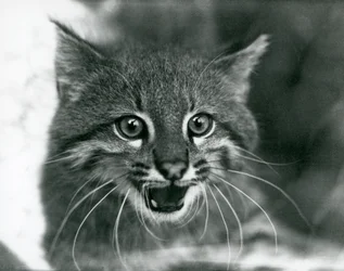 1929年にロンドン動物園で撮影されたパンパス・キャット／パンタナル・キャット／コロコロ（モノクロ写真