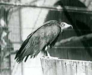絶滅の危機に瀕しているフード付きハゲワシが丸太の上に立っている、1925年9月、ロンドン動物園