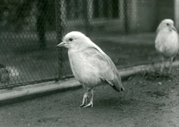 1927年にロンドン動物園のエンクロージャーの床に立っているカグスのペア