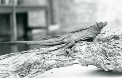 1928年、ロンドン動物園の丸太の上で休む脆弱なセイルフィントカゲ（モノクロ写真