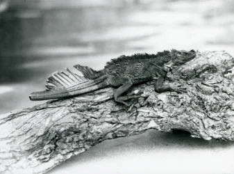 傷ついた尾を持ち、1929年にロンドン動物園の丸太の上で休む絶滅危惧種のホカケトカゲ