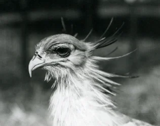 1928年にロンドン動物園で撮影された脆弱なセクレタリーバード（セクレタリーバード）（モノクロ写真