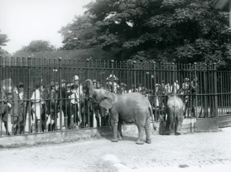 若いアフリカゾウとピグミーアフリカゾウは、ロンドン動物園のパドックの手すりを介して、子供たちの大規模なグループと相互作用します。1926年