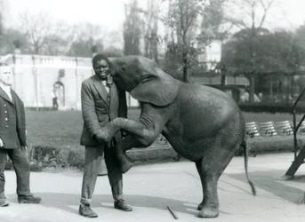 1925年7月、ロンドン動物園で飼育係が見ている間、若いアフリカのピグミーエレファントが後ろ足で立ってアフリカのトレーナーを抱きしめています。