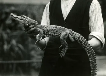 1924年に飼育員のロンドン動物園に抱かれた若いアメリカワニ
