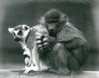 梁の上でワオキツネザルに寄り添う若いヒヒ、ロンドン動物園、1925年