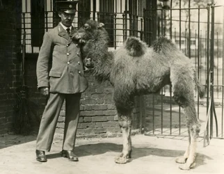 動物園で生まれたバクトリア・キャメルの子供とその飼育員（ロンドン動物園