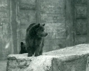 1914年6月、ロンドン動物園の若いヒグマ