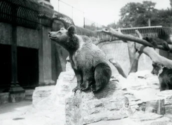 1913年8月、ロンドン動物園の枝で3人目が眠っている3人が枝で寝ている、手前の岩の上に座っている若いヒグマ