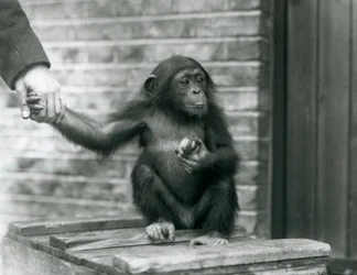 1926年6月、ロンドン動物園で木箱に座って飼育係の手を握って若いチンパンジー