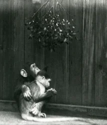 1924年12月にロンドンの動物園で若いチンパンジーがヤドリギの下でマンガベイに腕をまわしている