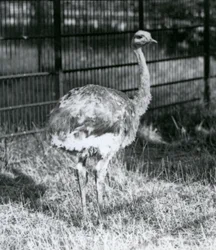 囲いの柵の横で草の上に立つ若いダーウィンズ/レッサー・レア（ロンドン動物園