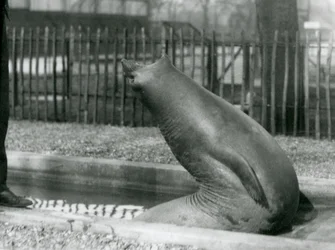 後方に手を伸ばす若いゾウアザラシ（ロンドン動物園