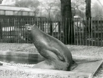 後方に手を伸ばす若いゾウアザラシ（ロンドン動物園