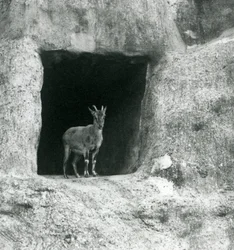 1927年8月、ロンドン動物園のマッピンテラスの人工岩の洞窟の入り口に立っている若いギリシャのアイベックス