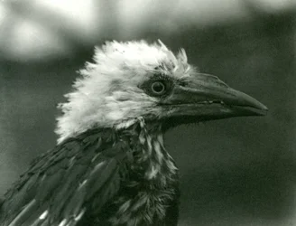ロンドン動物園の若いサイチョウ、1924