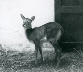1926年1月、ロンドン動物園の干し草の上に立っている若いLechwe