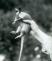 1926年8月にロンドン動物園で飼育員の手に保持された9バンドのアルマジロ