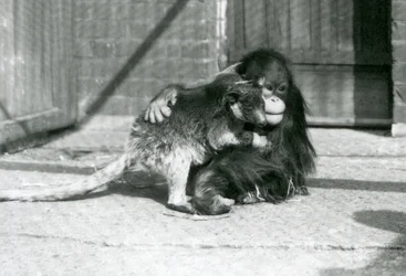 1927年、ロンドン動物園でツリーカンガルーを抱きしめる若いオランウータン(モノクロ写真)
