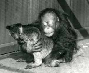 若いオランウータンが1927年にロンドン動物園でツリーカンガルーを抱擁します。