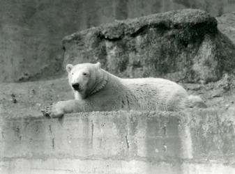 若いシロクマが1927年にロンドン動物園の囲いの岩だらけの棚で休んでいる