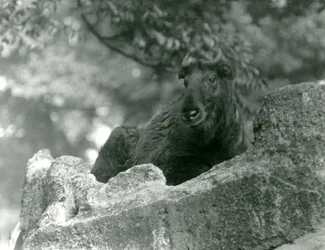 1924年6月、ロンドン動物園の岩の上で休んでいる若いシャキン（牛シャモアまたはGnuヤギとも呼ばれます）