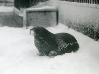 雪の中の若いセイウチ、ロンドン動物園、1924年2月