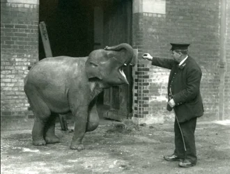 1922年2月22日、ロンドン動物園のキーパーH.ロバートソンと一緒の若い女性のインド象