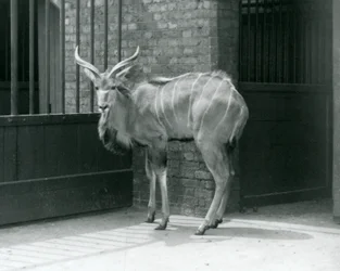 1929年、ロンドン動物園で囲いの中に立つグレーター・クドゥの若いオス（モノクロ写真