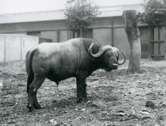1927年にロンドン動物園のパドックに立っているアフリカンバッファローまたはケープバッファロー