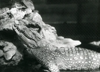 プールで休んでいるアメリカアリゲーター、プール脇の岩で見上げている（ロンドン動物園