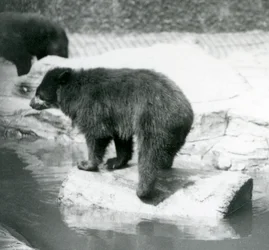 アンデス山脈のクマが水たまりのログでバランスをとる、ロンドン動物園、1925年6月